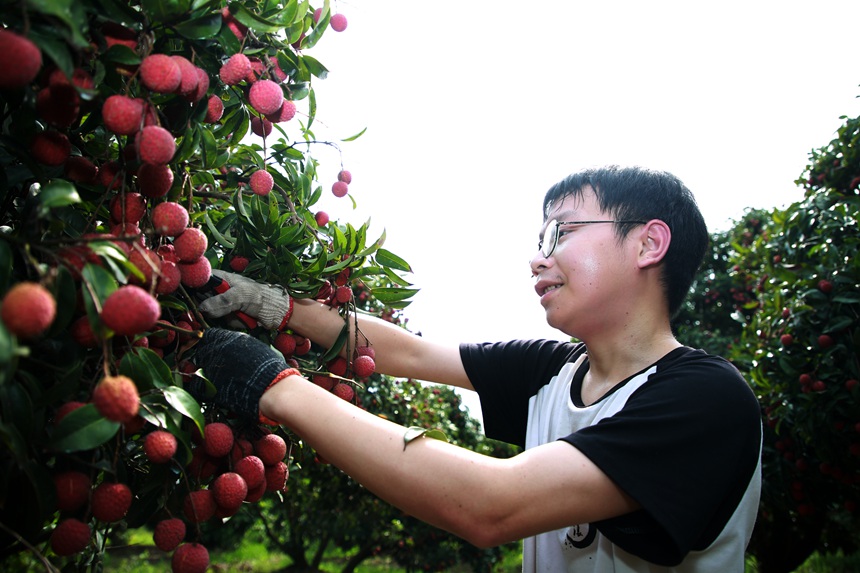 果农正在采摘苍梧沙头迟熟荔枝
